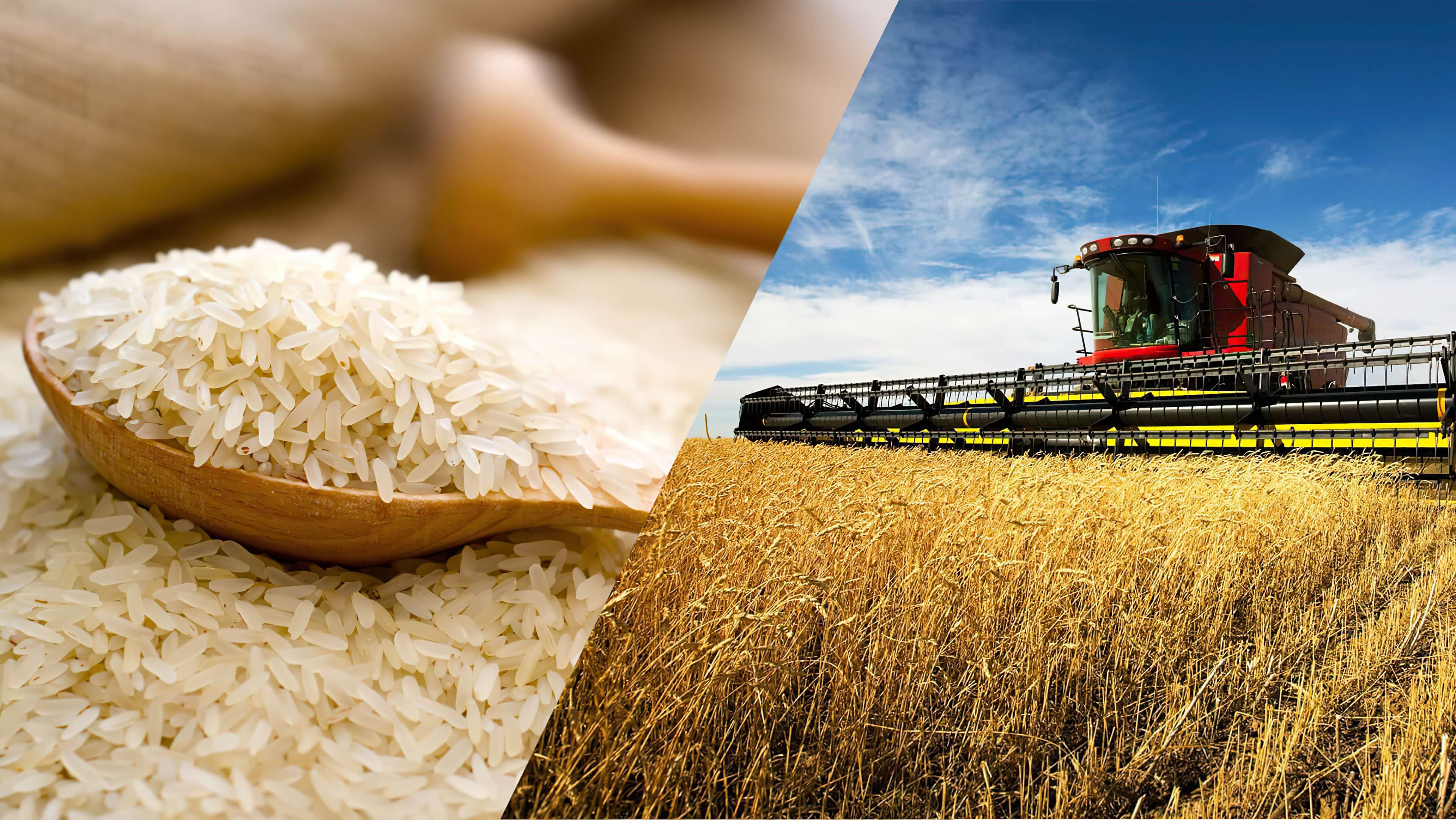 imports exports begas agro rice wheat